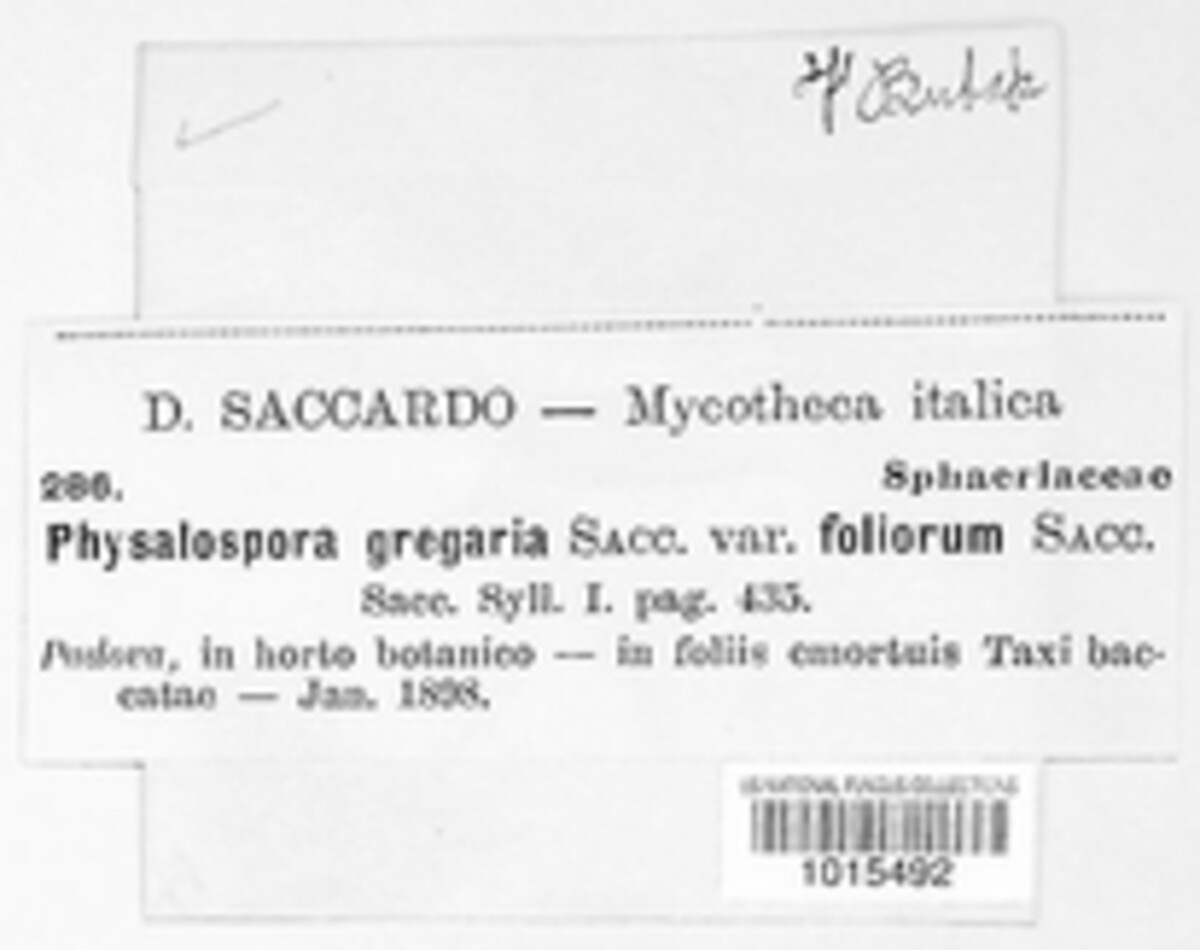 Physalospora gregaria image